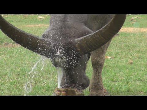 Rescued Buffalos Enjoy Cooling Off in the Water Fountain - ElephantNews #Video