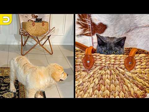 Cat Found The Perfect Hiding Spot | YOUR Daily Dose of Pets #Video