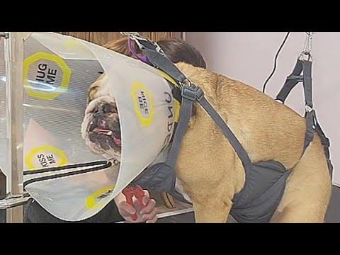 Cranky Bulldog cries like an alien for nail clipping #Video