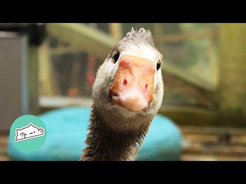 Girl Didn't Expect Rescue Goose Turning Into Spoiled Child #Video