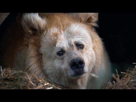 Elderly circus bear tastes freedom after 20 years #Video