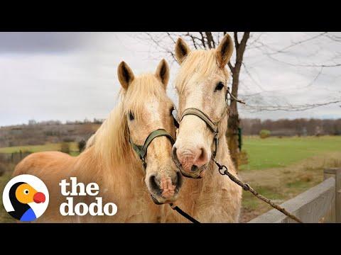Bonded Horses Get Rescued Together From A Kill Pen #Video