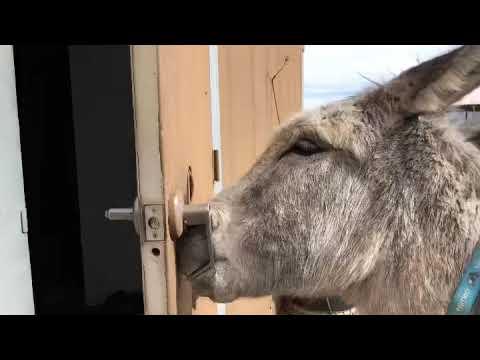Hazel the Donkey breaking into the food shed.