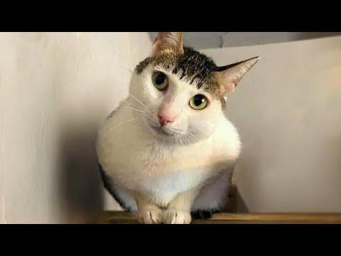 FUNNY CATS, prepare yourself to CRY WITH LAUGHTER! #Video