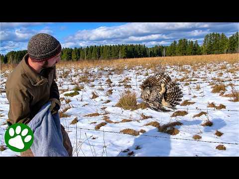 Why Did This Wild Owl Let Him Get So Close? #Video