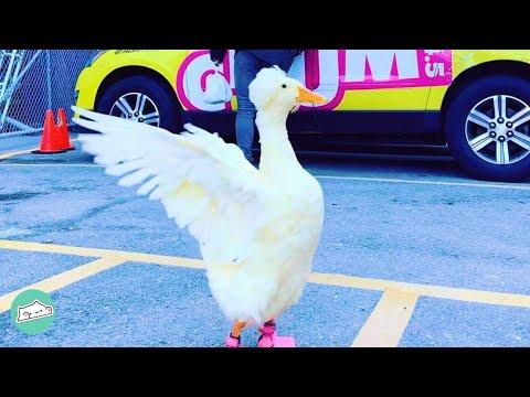 Girl Rescues Duck and Takes Him to Work and Traveling #Video