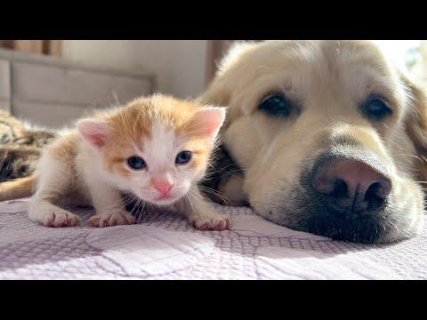 Golden Retriever Loves Baby Kittens #Video