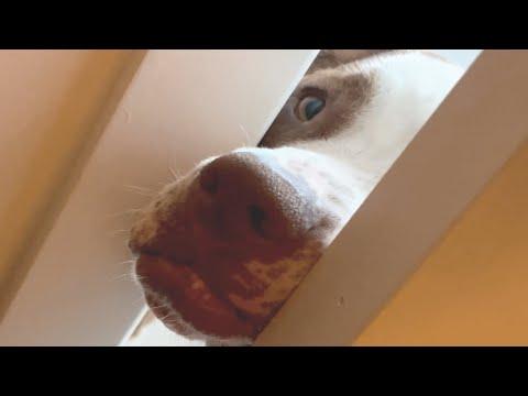 Dog doesn't understand the concept of doors #Video