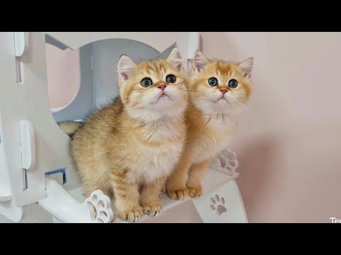 Playful kittens Muffin and Snickers Video