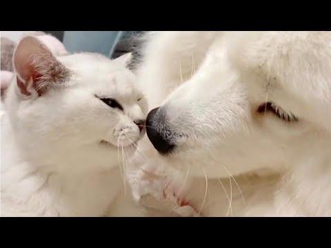 Fluffy Dog and Kitten Can't Deny Love For Each Other Video