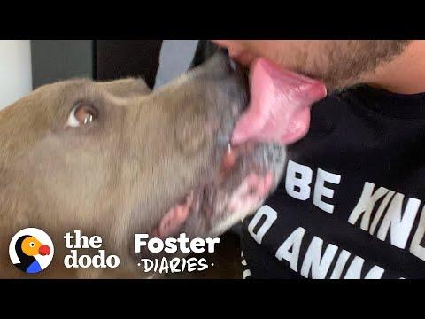 Guy Falls In Love With His Little Meatball Of A Foster Dog Video