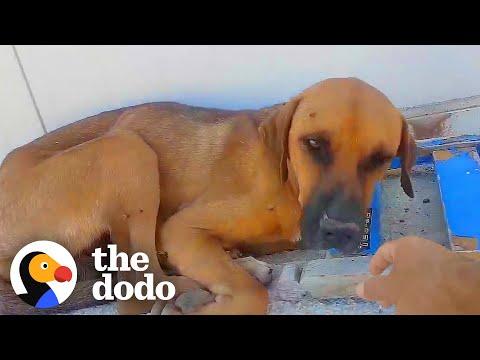 Dog Was Too Scared To Let Anyone Touch Him For Weeks #Video