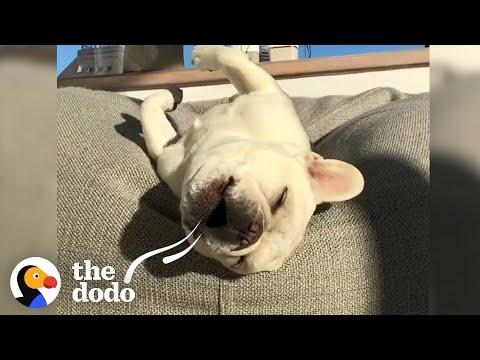 This French Bulldog Is A Singing Potato #Video