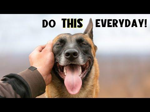 10 Secrets That TRANSFORM Your Dog's Life! (You Won't Believe #10) #Video