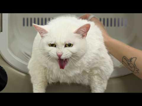 Fat, Loud, and VERY Opinionated | Girl With The Dogs #Video