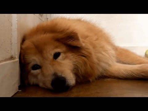 Sad shelter dog finds a forever home. See her life now. #Video