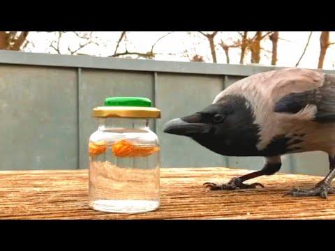 Wild crow visits woman daily to play games #Video