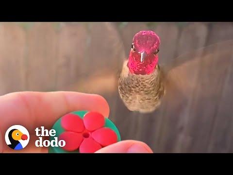 Hummingbird Waits Outside The Window For His Favorite Guy. #Video