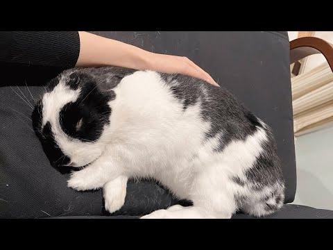 Woman spends months convincing adopted bunny to cuddle her #Video