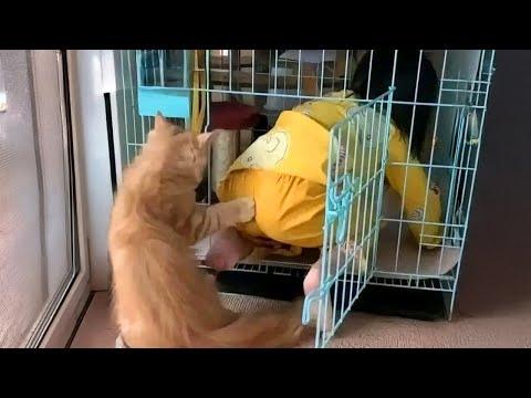 When Your Big Sis Is Named CAT #Video