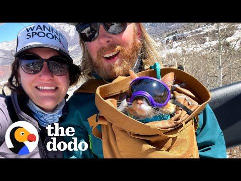 Cat Loves Skiing So Much, He Has His Own Ski Pass #Video