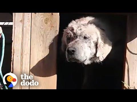 Dog Left Behind in Doghouse Finds a Mom Who Loves Him #Video