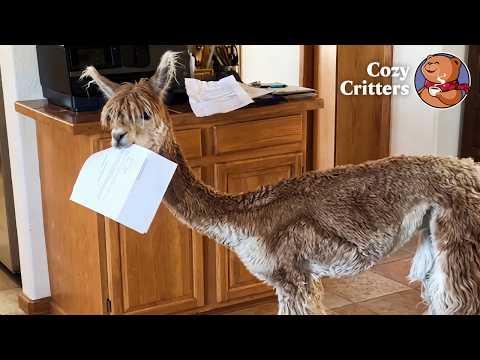 This Alpaca Started Acting Like a Human Inside the House  #Video
