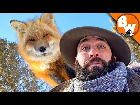 Can Coyote Outfox a Fox?!