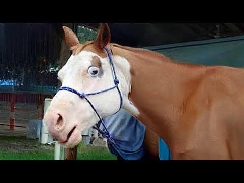 These Silly Horses Can’t Be Missed! - Funniest ANIMAL Videos