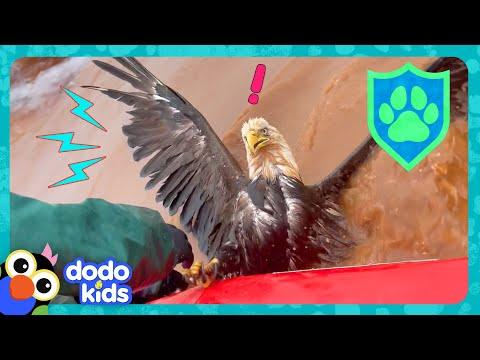 How Will Rescuers Save This Eagle? | Dodo Kids | Rescued! #Video