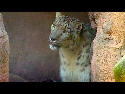 Rare Snow Leopard At Mexican Zoo