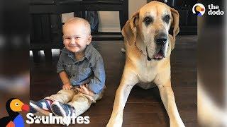 Massive Dog Takes Care Of His Favorite Little Boy | The Dodo Soulmates