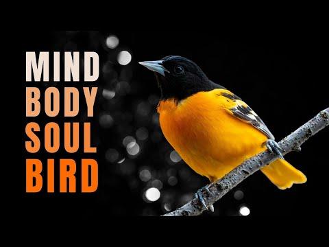 3 Ways Birdwatching can Help on a Deeper level #Video