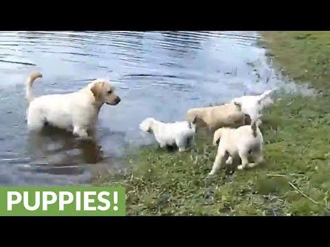 Labrador father teaches his puppies to swim #Video