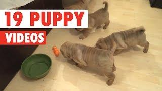 19 Funny Puppy Videos | Funny Pet Video Compilation 2017