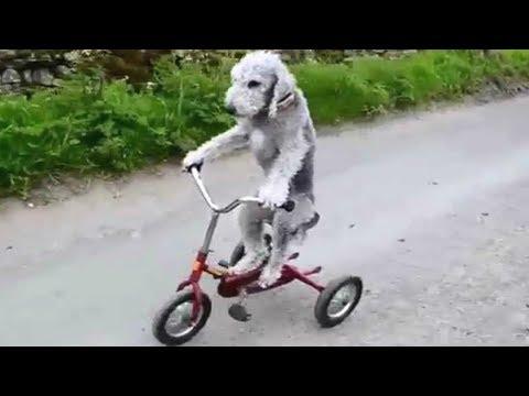 Funny Dogs Behaving Like Humans - Dogs Acting like Humans || BEST OF