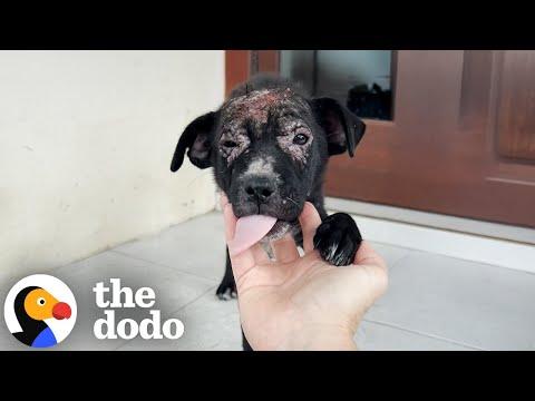Puppy No One Wanted Gets Rescued From The Rain #Video