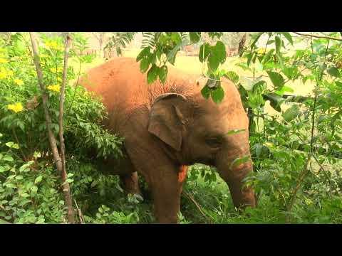 ThongAe's Gardening Adventure at Elephant Nature Park - ElephantNews #Video