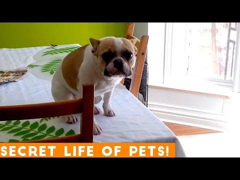 Secret Life of Pets Funniest Compilation 2019 | Funny Pet Videos