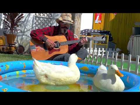 Ducks hear live music for the first time since being rescued #Video