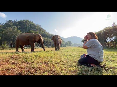 An Overwhelming Moment Of Woman Meet Her Old Elephant Friend - ElephantNews #Video