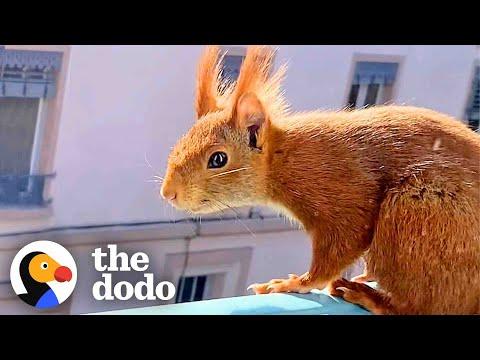 French Squirrel Goes Apartment Hunting For Her Babies #Video