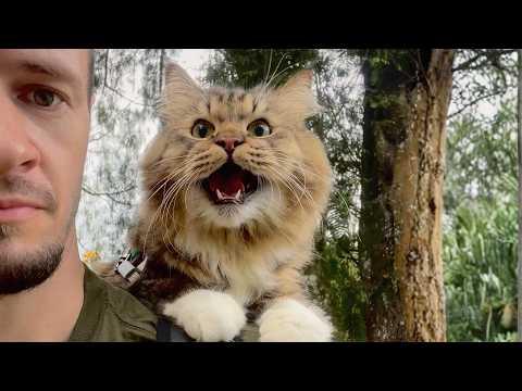 We Never Wanted a Cat… Then Mr Puss Changed #Video