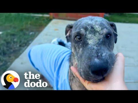Mangy Puppy Who Was Too Scared To Walk On Floors Opens Up #Video