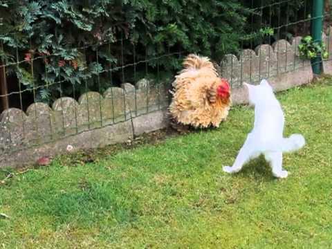 Cat (Dash) Vs Chicken (Mora)