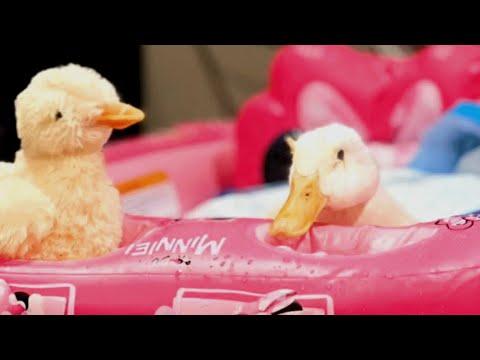 Disabled duck finally finds someone she can relate to #Video