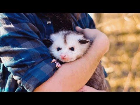 This dwarf possum doesn't have long to live. A woman adopted her. #Video