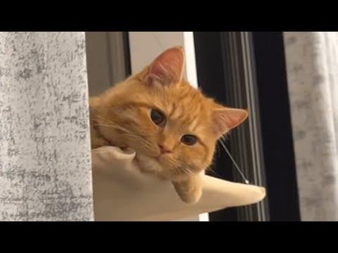 First time cat dad confused by affectionate kitten #video