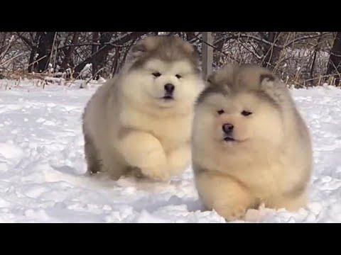 Bouncy Snow Bois Will Give You A Cuteness Attack! #Video