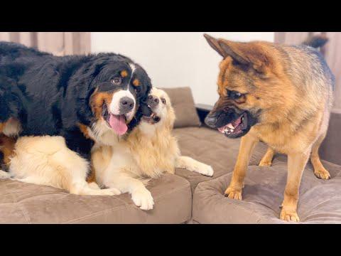 How a Golden Retriever and his friends play #Video